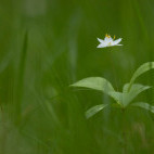 Chickweed wintergreen in Aigas, Scotland.