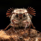 Cockchafer in Aigas, Scotland.