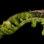 Common leaf weevil in Aigas, Scotland.