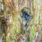 Eurasian treecreeper at Aigas Field Centre in the Scottish Highlands.
