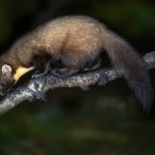 Pine marten at Aigas Field Centre in the Scottish Highlands.