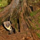 Pine marten at Aigas Field Centre in the Scottish Highlands.