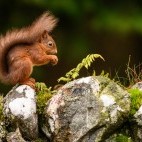 Red squirrel at Aigas Field Centre in the Scottish Highlands.