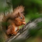 Red squirrel at Aigas Field Centre in the Scottish Highlands.