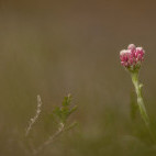 Mountain everlasting in Aigas, Scotland.