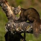 Pine marten in Aigas, Scotland.