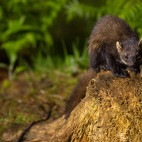 Pine marten in Aigas, Scotland.