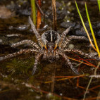 Raft spider in Aigas, Scotland.