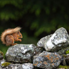 Red squirrel in Aigas, Scotland.
