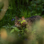 Scottish wildcat in Aigas, Scotland.