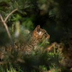 Scottish wildcat in Aigas, Scotland.