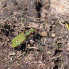 Tiger beetle in Aigas, Scotland.