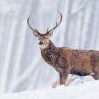 Red deer stag in Scotland.