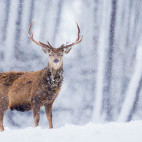 Red deer stag in Scotland.