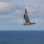 Arctic skua