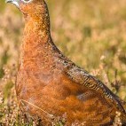 Red grouse in the Scottish Highlands