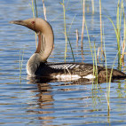 Black-throated diver