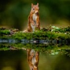 Red squirrel in the Cairngorms National Park, Scotland.