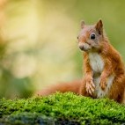 Red squirrel in the Cairngorms National Park, Scotland.