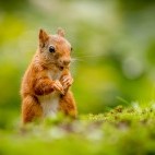 Red squirrel in the Cairngorms National Park, Scotland.