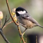 Coal tit in Scotland