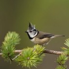 Crested tit in Scotland