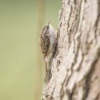 Eurasian treecreeper in the Scottish Highlands