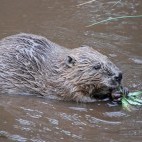 European beaver in Scotland