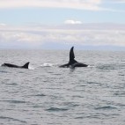Orca pod in Gairloch, Scotland