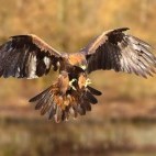 Golden eagle in Scotland