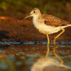 Greenshank