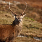 Red deer