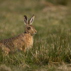 Brown hare in Scotland.