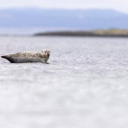 Common seal in Scotland.