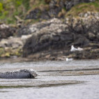 Grey seal in Scotland.