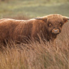 Highland cow in Scotland.