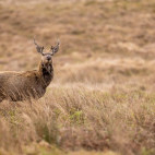 Red deer in Scotland.