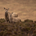 Red deer in Scotland.