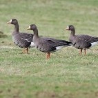 White-fronted geese in Islay, Scotland