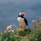 Atlantic puffin on Isle of Lunga, Scotland