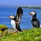 Atlantic puffin on Isle of Lunga, Scotland