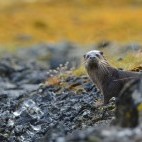 European otter in Isle of Mull, Scotland