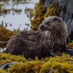 Eurasian otter