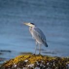 Grey heron in Isle of Mull, Scotland