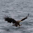 White-tailed sea eagle