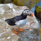 Puffin in Isle of Mull, Scotland