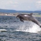 Dolphin in Isle of Mull, Scotland