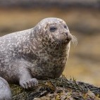 Harbour seal in Isle of Mull, Scotland