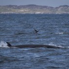 Minke whale near Tobermory, Isle of Mull in Scotland