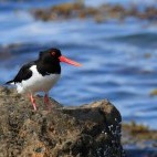 Oystercatcher in Isle of Mull, Scotland
